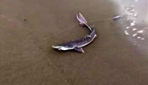 Balıkçının oltasına yavru köpek balığı takıldı