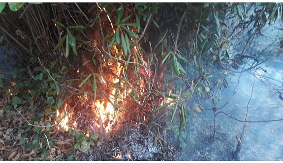 Zonguldak'ta ormanlık alanda çıkan yangın kontrol altına alındı
