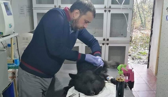 Boynuna lastik bağlanan köpek ölüme terk edildi