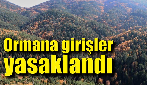 Türkiye'nin en büyük blok ormanlarına girişler yasaklandı