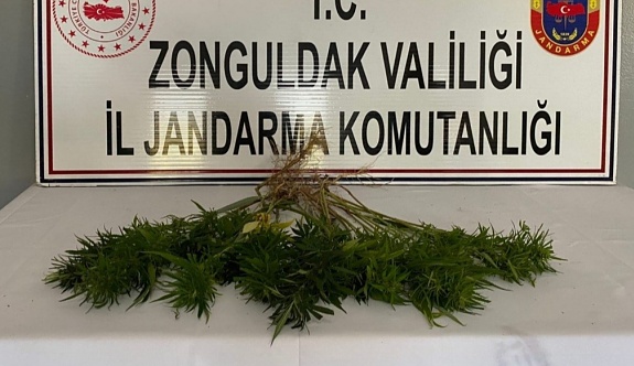 Jandarma 42 kök kenevir bitkisi ele geçirdi