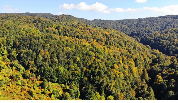 Zonguldak ormanları sonbaharı karşılıyor