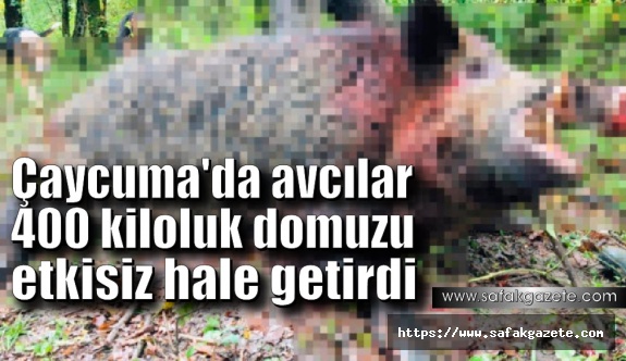 Çaycuma'da avcılar 400 kiloluk domuzu etkisiz hale getirdi