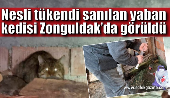 Nesli tükendi sanılan yaban kedisi Zonguldak’da görüldü