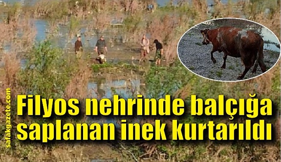 Filyos nehrinde balçığa saplanan inek kurtarıldı