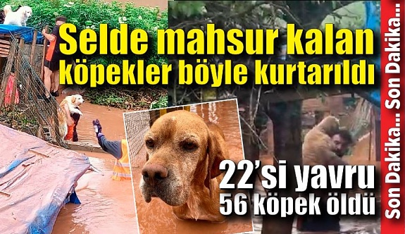 56 köpeğin telef olduğu o barınakta mahsur kalan köpekler böyle kurtarıldı