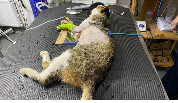 Karın şişkinliğiyle kliniğe getirdiği kedinin karnından tümör çıktı