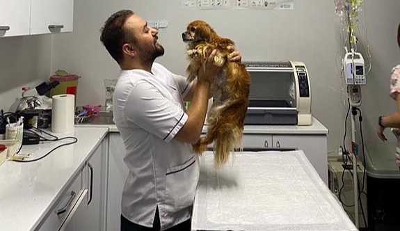 Köpeğin rahminden bir kiloluk iltihap çıkarıldı