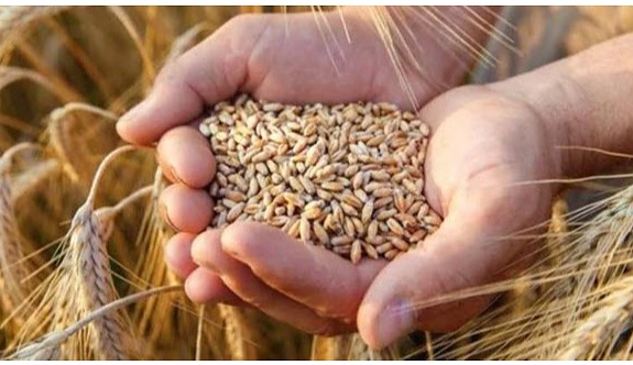 Buğday tohumu satın alınacak